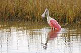 Roseate Spoonbill_32974